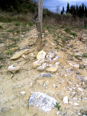 Banc d'huîtres dans la partie amont d'une vigne. La pluie met à jour la pierrosité par érosion préférentielle de la terre fine (on parle d'acc…