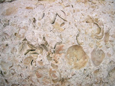 Calcaire coquillier de la molasse helvétienne (village de Saint-Pons-de-Mauchiens)